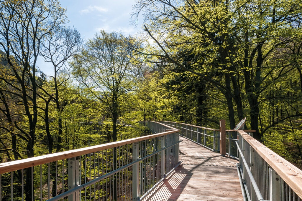 Baumwipfelpfad Harz